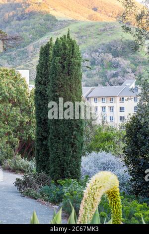 Cupressus sempervirens 'Glauca' (Italienische Zypresse) Dürre Tolelrantenbäume im Schiefen Kiefer Arboretum, Kalifornien Garten Stockfoto