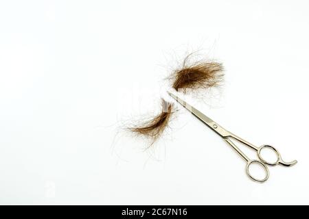 Stecklinge von braunen Haaren mit einer Schere nach dem Schneiden isoliert auf einem weißen Hintergrund. Keine Personen. Speicherplatz kopieren. Stockfoto
