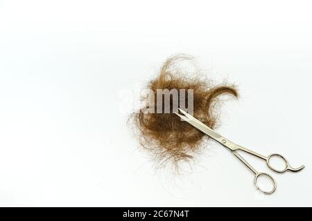 Haufen von braunen Haaren mit einer Schere nach dem Schneiden isoliert auf einem weißen Hintergrund. Keine Personen. Speicherplatz kopieren. Stockfoto