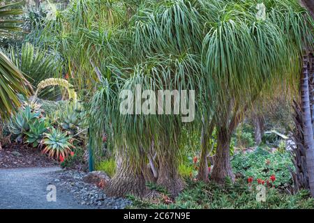 Nolina recurvata aka. Beaucarnea recurvata (Dürre tolerant Elefantenfuß Baum, Pony Tail Palm, Flaschenpalme) bei Schiefen Kiefer Arboretum, Kalifornien ga Stockfoto