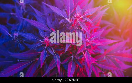 Reife Cannabispflanze - kurzer Reiter. Blühende weibliche Marihuana Blume und Blätter wachsen innen. Hanf beleuchtet durch psychedelisches Farblicht Stockfoto