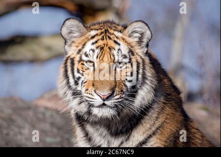 Weibliche (Sibirien) Amur-Tiger, die Blickrichtung der Kamera Stockfoto