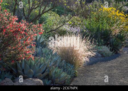 Californa Dürre tolerant Sommer-trocken gemischt Grenze native Pflanzengarten Purple drei-Awn Gras, Agave parryi, Fairy Duster Strauch bei Schiefen Kiefer Arbore Stockfoto