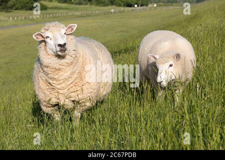 Zwei Schafe weiden auf dem Deich Stockfoto