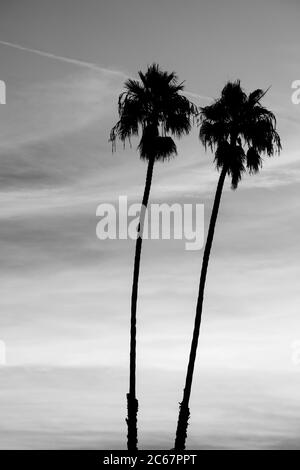 Zwei Palmen, Santa Barbara, Kalifornien, USA Stockfoto