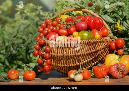 Tomaten in einem Korb auf abstrakt verschwommen Bokeh Hintergrund. Stockfoto