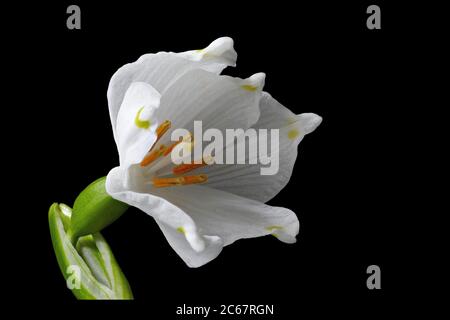 März Tasse -Leucojum Vernum- mit schwarzem Hintergrund - Detail Makro Aufnahme Stockfoto