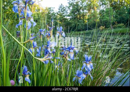 Iris sibirica blaue Flagge Blume Stockfoto