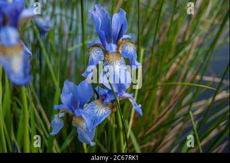 Iris sibirica blaue Flagge Blume Stockfoto