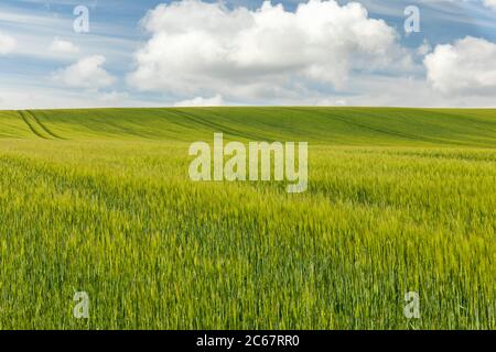 Feld von langen grünen Weizengras gegen einen blauen Himmel & weiße flauschige Wolken. Neben dem Trail hinauf nach West Kennet Long Barrow, Wiltshire, England, UK Stockfoto