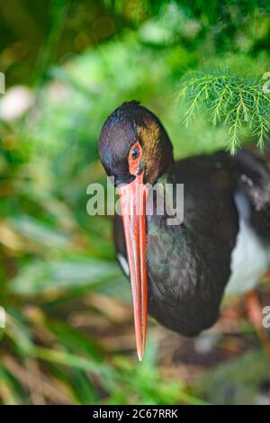 Edinburgh, Großbritannien. Di 7 Juni 2020. Ein Schwarzer Storch (Ciconia nigra) im Zoo von Edinburgh, Schottland, Großbritannien. Stockfoto