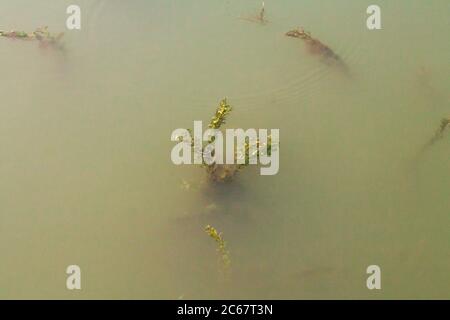 Schöner Seetang-Wald im Wasser zeigt die Sonnenstrahlen, die die riesigen Pflanzen durchdringen. Stockfoto