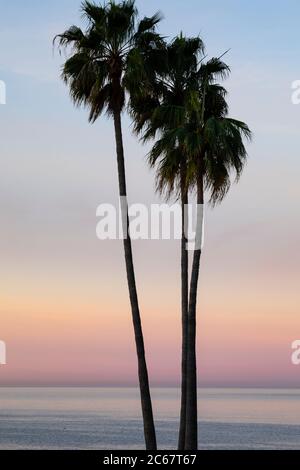 Palmen bei Sonnenuntergang am Santa Barbara Strand, Kalifornien, USA Stockfoto