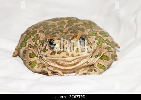 Großer Hässlicher Frosch Gemeinsamer Europäischer Krötenbufo Stockfoto