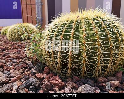 Nahaufnahme eines schönen ballförmigen grünen Faßkaktus (Echinocactus oder Ferocactus) mit langen Dornen in der Nice Street im Juni. Kakteen, Ablaufrohr, Streifen. Stockfoto