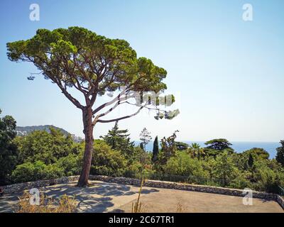 Schöne einsame italienische Steinschirmkiefer (Pinus pinea) wächst hoch im Mount Boront Park auf dem Hügel über Nizza Stadt mit Mittelmeer. Stockfoto