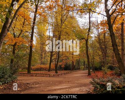 Leere Kreuzung von schmalen Wegen in einem magischen Herbstpark mit goldenem Laub und roten Blättern auf der Erde. Stadtpark ohne Menschen. Herbst in Berlin. Stockfoto