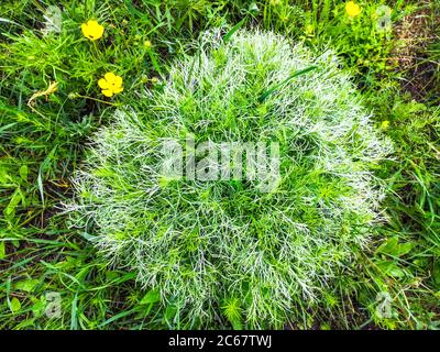 Runder Frühling adonis Vernalis Busch mit grünen und weißen dünnen Blättern blüht mit gelben Blüten wächst auf einer Wiese in der wilden Natur auf einem Hügel. Stockfoto