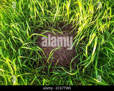 Großer runder Ameisenhaufen, der inmitten von hohem grünen Gras auf einem Sommerfeld in der Landschaft getarnt ist. Wunderschöne Tierwelt. Stockfoto