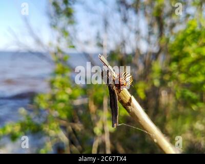 Nahaufnahme eines Colorado Kartoffelkeifers, der an einem Stock entlang kriecht. Fluss mit blauem und braunem Wasser im Hintergrund an einem sonnigen Tag. Stockfoto