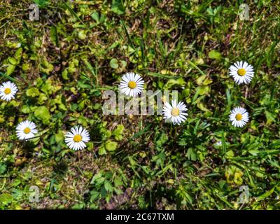 Niedliche kleine wilde Kamille matricaria Blumen wachsen in einer Linie auf einem grünen Grasfeld an einem sonnigen Sommertag. Stockfoto