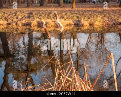 Bulrush wächst in der Nähe von ruhigen See mit Bäumen und Himmel Reflexion im Wasser. Stadtpark im Spätherbst oder warmen Winter. Schöne gelbe Farben in der Natur. Stockfoto