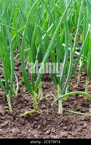 Zwiebelplantage in der Gemüsegarten Landwirtschaft. Zwiebel wird auf dem Boden in den Parzellen angebaut. Stockfoto