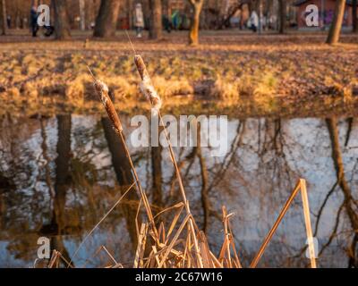 Bulrush wächst in der Nähe von ruhigen See mit Bäumen und Himmel Reflexion im Wasser. Stadtpark im Spätherbst oder warmen Winter. Schöne gelbe Farben in der Natur. Stockfoto