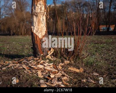 Baum von einem Biber angegriffen, der im Januar wegen des warmen Winters aufwachte. Stadtpark in Kiew, Ukraine. Auswirkungen der globalen Erwärmung. Stockfoto