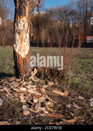 Baum von einem Biber angegriffen, der im Januar wegen des warmen Winters aufwachte. Stadtpark in Kiew, Ukraine. Auswirkungen der globalen Erwärmung. Stockfoto