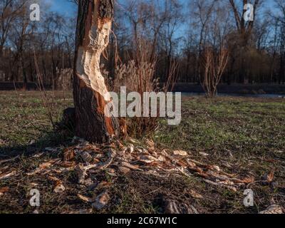 Baum von einem Biber angegriffen, der im Januar wegen des warmen Winters aufwachte. Stadtpark in Kiew, Ukraine. Auswirkungen der globalen Erwärmung. Stockfoto