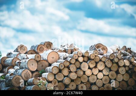 Brennholz, Birkenstämme auf dem Hintergrund des Himmels. Ländliche Landschaft. Stockfoto