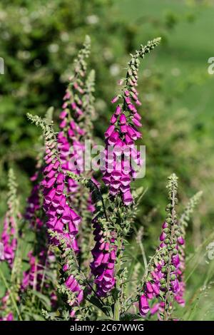 Rosafarbene Fuchshandschuhe (Digitalis purpurea) in voller Blüte. Stockfoto