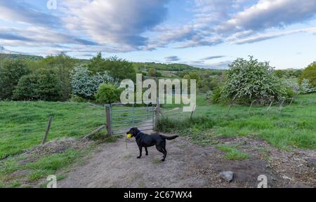 Ein schwarzer labrador Retriever steht neben einem geschlossenen Tor in Baildon, Yorkshire. Der labrador hält einen Schützenpummy. Stockfoto