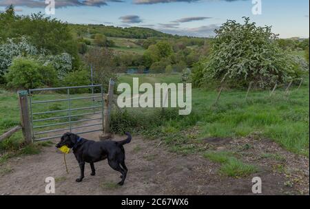 Ein schwarzer labrador Retriever steht neben einem geschlossenen Tor in Baildon, Yorkshire. Der labrador hält einen Schützenpummy. Stockfoto