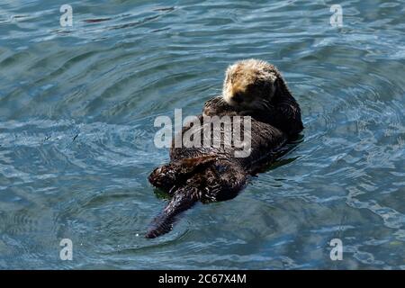 Otter schwimmt im Wasser, Morro Bay, Kalifornien, USA Stockfoto