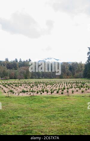 Eine Baumfarm in Granite Falls, Washington. Es scheint Weihnachtsbäume zu sein, mit Mt. Pilchuck im Hintergrund. Stockfoto