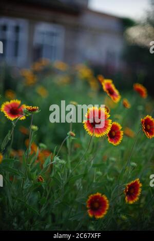 Gelb orange Blumen gaillardia wachsen in der Nähe von ländlichen Haus am Abend. Stockfoto