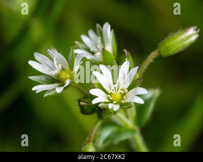 Grau-weiße Blüten des Sommers blühenden UK Wildblume und Gartengras, Cerastium fontanum, gemeine Maus-Ohr Stockfoto