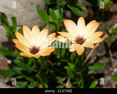 Blüten der Braun und weiß blühenden African Daisy, Osteospermum Ecklonis "Tradewinds Zimt", für den Sommer Betten Stockfoto