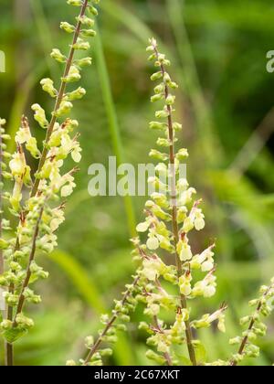 Blütenspitzen der sommerblühenden UK Wildblume, Teucrium scorodonia, Holzsalbei. Stockfoto