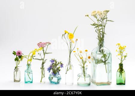 Wildfeld Kräuter in Flaschen unterschiedlicher Formen auf weiß-grauem Hintergrund als Dekoration. Karte, Flasche ätherisches Öl mit Kräutern auf weißem Backgrou Stockfoto