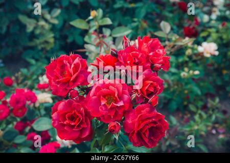 Rosenkranz. Prächtige Büsche blühender roter Rosen. Selektiver Fokus. Stockfoto