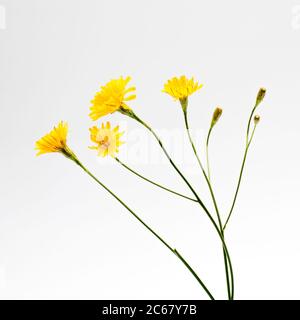 Wildes Bukett von Hieracium umbellatum in einer pharmazeutischen Flasche auf weißem Hintergrund. Grußkarte. Stockfoto