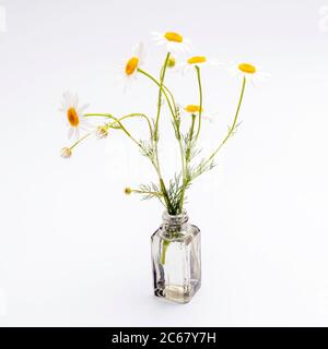 Bouquet von wilden Gänseblümchen in einer kleinen Apothekenflasche auf weißem Hintergrund. Quadratischer Rahmen Stockfoto