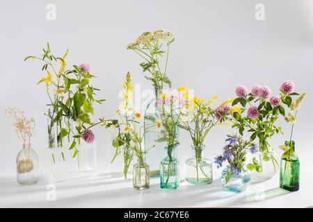 Wildfeld Kräuter in Flaschen unterschiedlicher Formen auf weiß-grauem Hintergrund als Dekoration. Karte, Flasche ätherisches Öl mit Kräutern auf weißem Backgrou Stockfoto