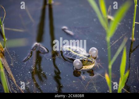 Grüner Frosch schwimmt im Wasser in einem Sumpf. Quaken laut, Blasen blasen. Balz-Spiele. Natur und Fauna im Sommer. Stockfoto