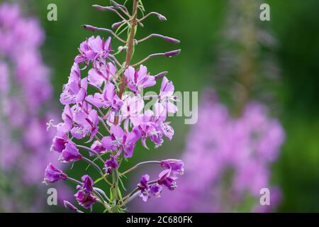 Rosa Blüten von Weidenkraut (Ivan-Tee, Feuerkraut) in einem Sommerfeld Stockfoto