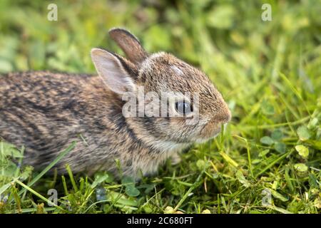 Baby Bunny im Hinterhof Stockfoto