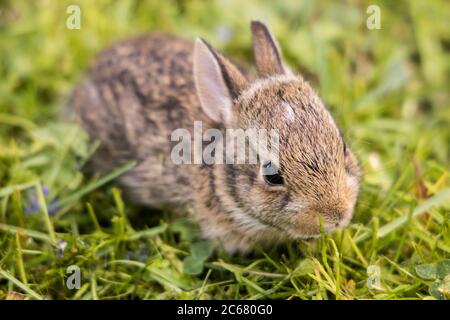 Baby Bunny im Hinterhof Stockfoto